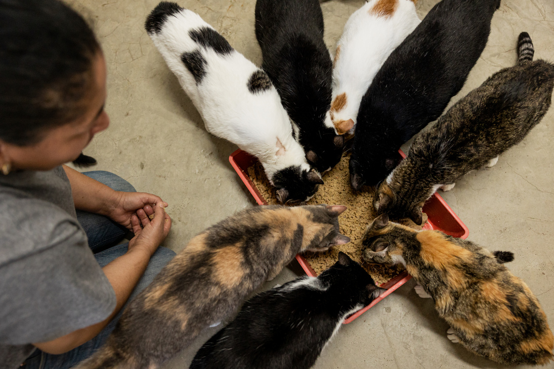 Animal Shelter Volunteer Feeding Cats