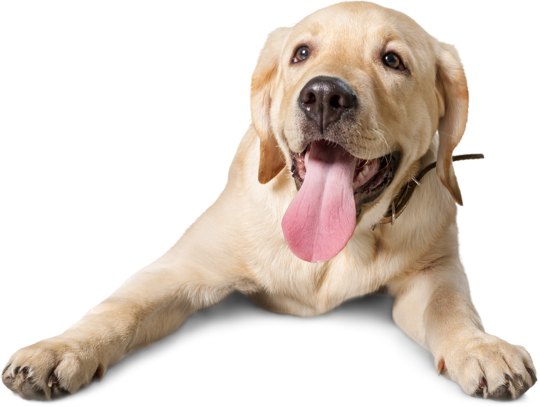 Labrador Puppy