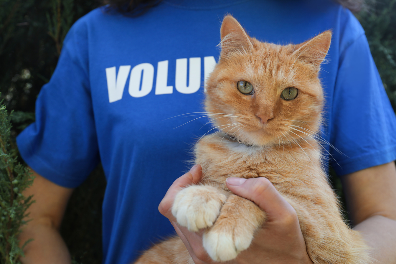 Volunteer with Homeless Cat in an Animal Shelter